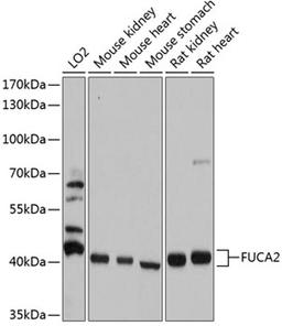 Western blot - FUCA2 antibody (A12211)