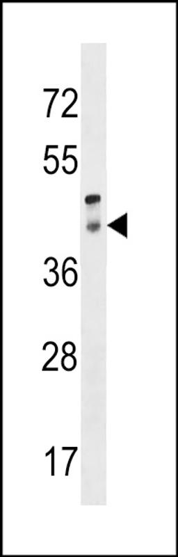 Western blot analysis in human placenta tissue lysates (35ug/lane).