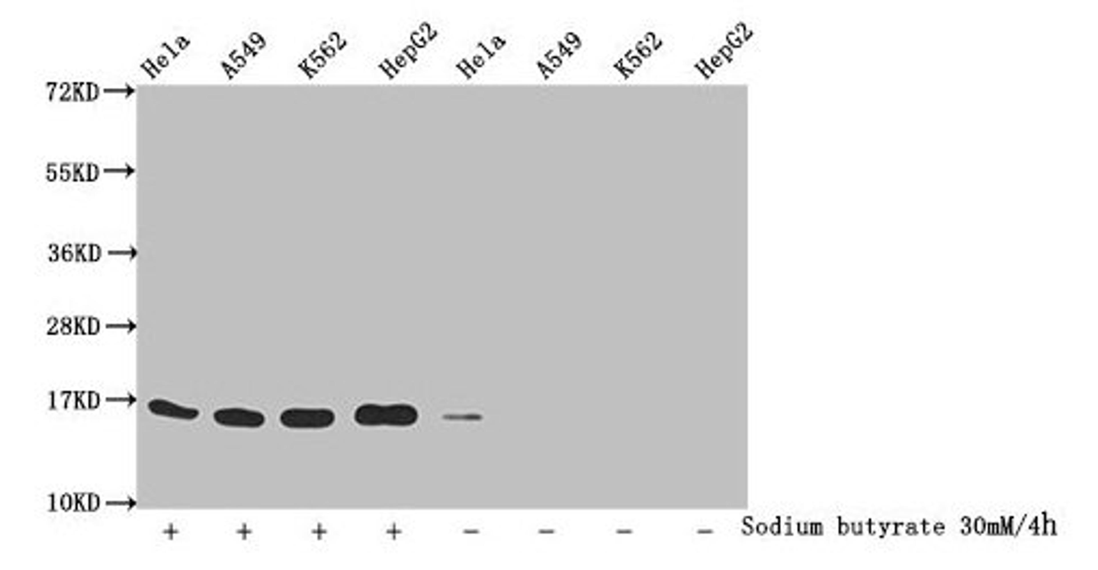 Western Blot. Detected samples: Hela whole cell lysate, A549 whole cell lysate, K562 whole cell lysate, HepG2 whole cell lysate; Untreated (-) or treated (+) with 30mM sodium butyrate for 4h. All lanes: HIST1H3A antibody at 1.1µg/ml. Secondary. Goat polyclonal to rabbit IgG at 1/50000 dilution. Predicted band size: 16 kDa. Observed band size: 16 kDa