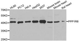 Western blot analysis of extracts of various cell lines using PPP1R8 antibody