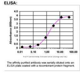 ELISA: USH1C Antibody [20900002]