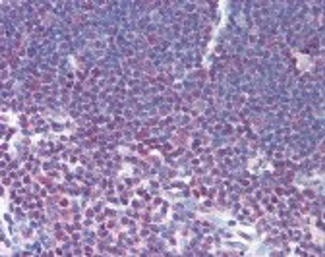 Immunohistochemistry staining of NFATC1 in thymus tissue using NFATC1 Antibody.