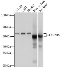 Western blot - CYP2D6 Rabbit mAb (A9562)