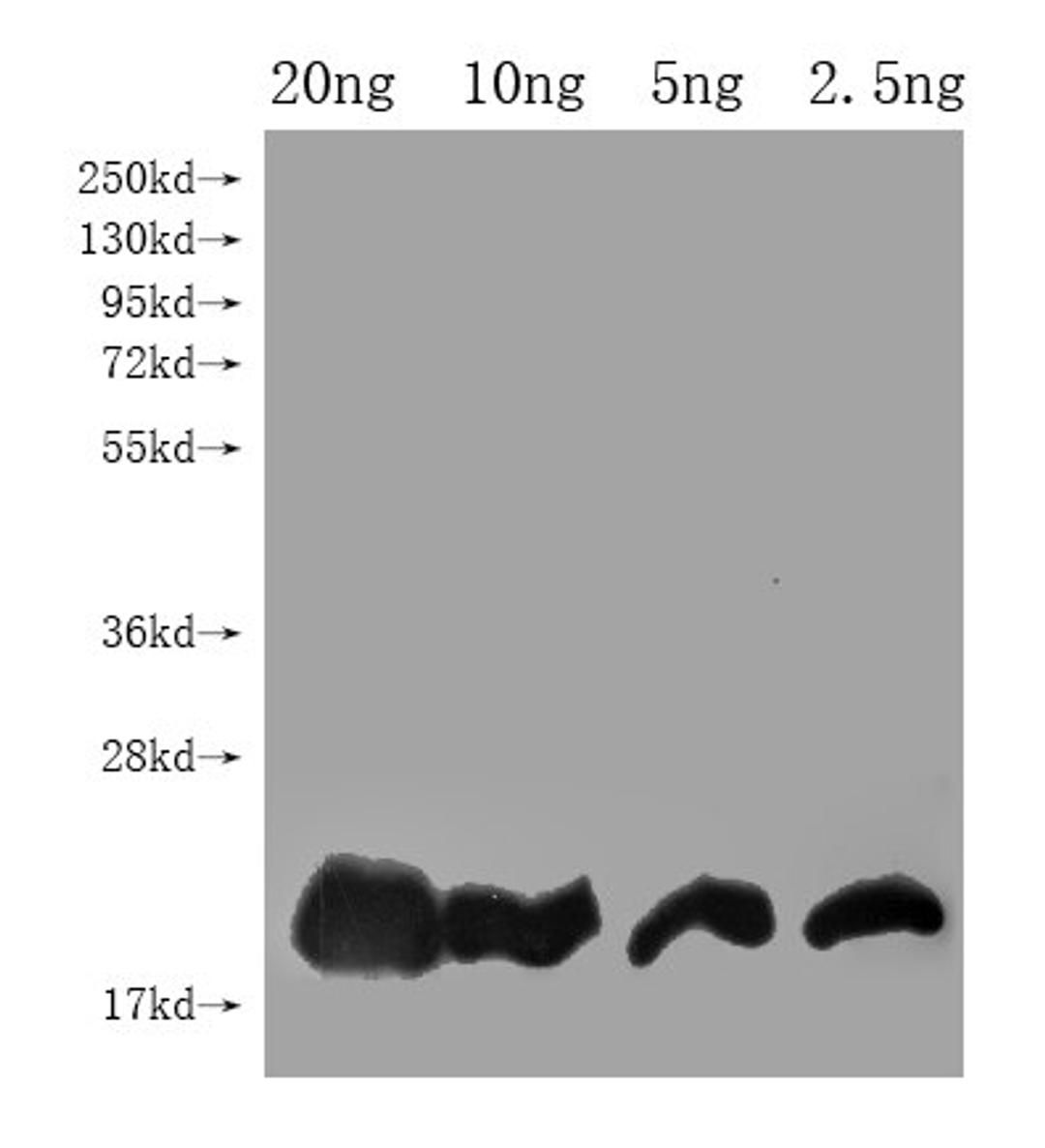 Western Blot. Positive WB detected in Recombinant protein. All lanes: DEFB128 antibody at 1:2000. Secondary. Goat polyclonal to rabbit IgG at 1/50000 dilution. Predicted band size: 16 kDa. Observed band size: 19 kDa. 