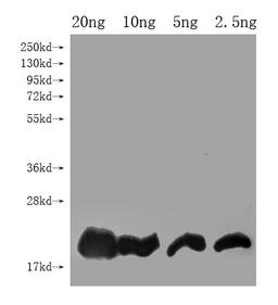 Western Blot. Positive WB detected in Recombinant protein. All lanes: DEFB128 antibody at 1:2000. Secondary. Goat polyclonal to rabbit IgG at 1/50000 dilution. Predicted band size: 16 kDa. Observed band size: 19 kDa. 