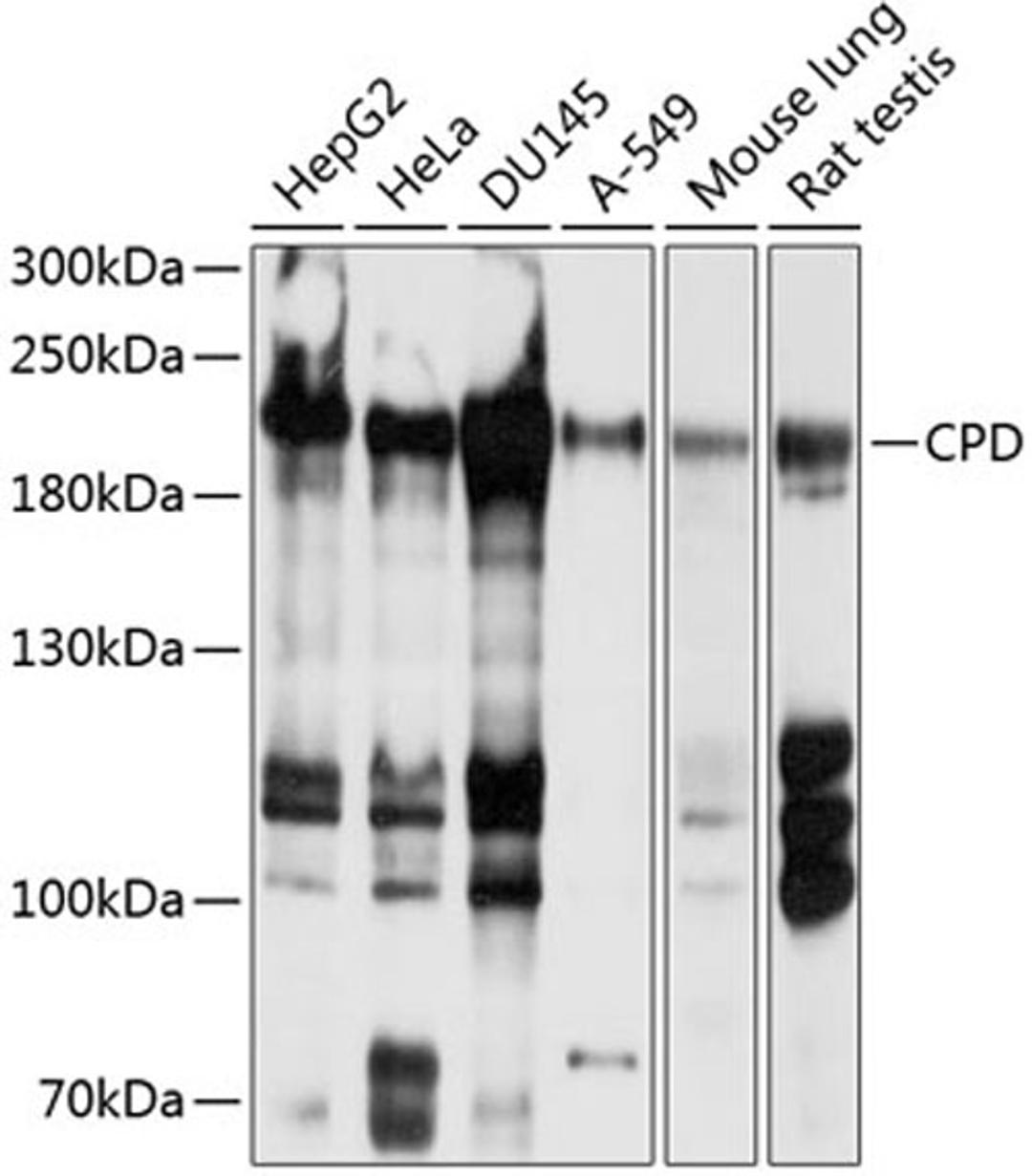 Western blot - CPD antibody (A10208)