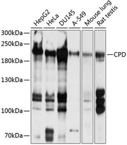 Western blot - CPD antibody (A10208)