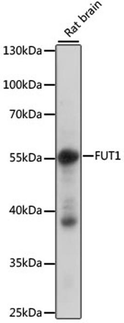 Western blot - FUT1 antibody (A15585)