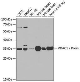 Western blot - VDAC1 / Porin antibody (A0810)