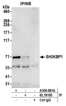 Detection of human SH3KBP1 by western blot of immunoprecipitates.