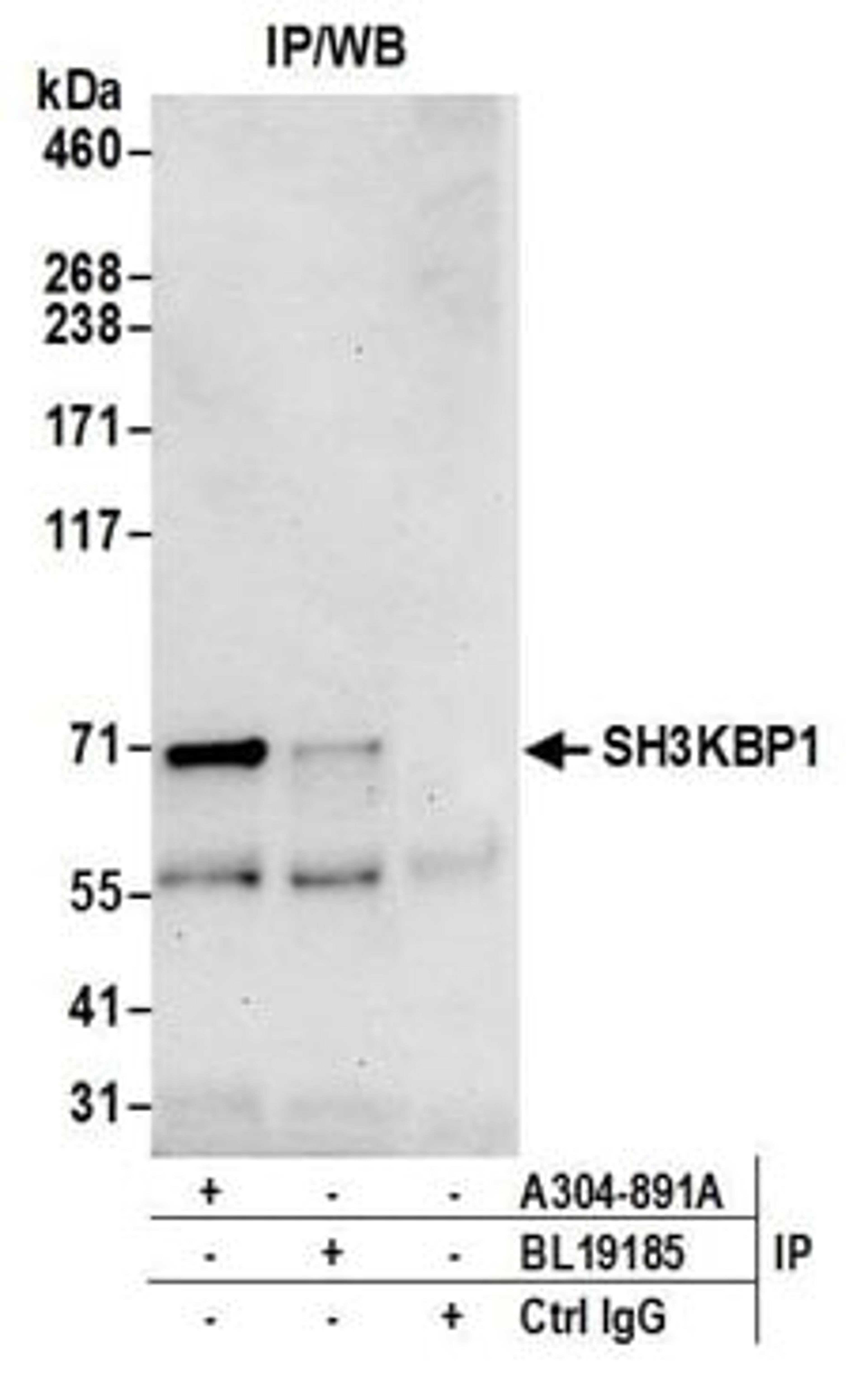 Detection of human SH3KBP1 by western blot of immunoprecipitates.