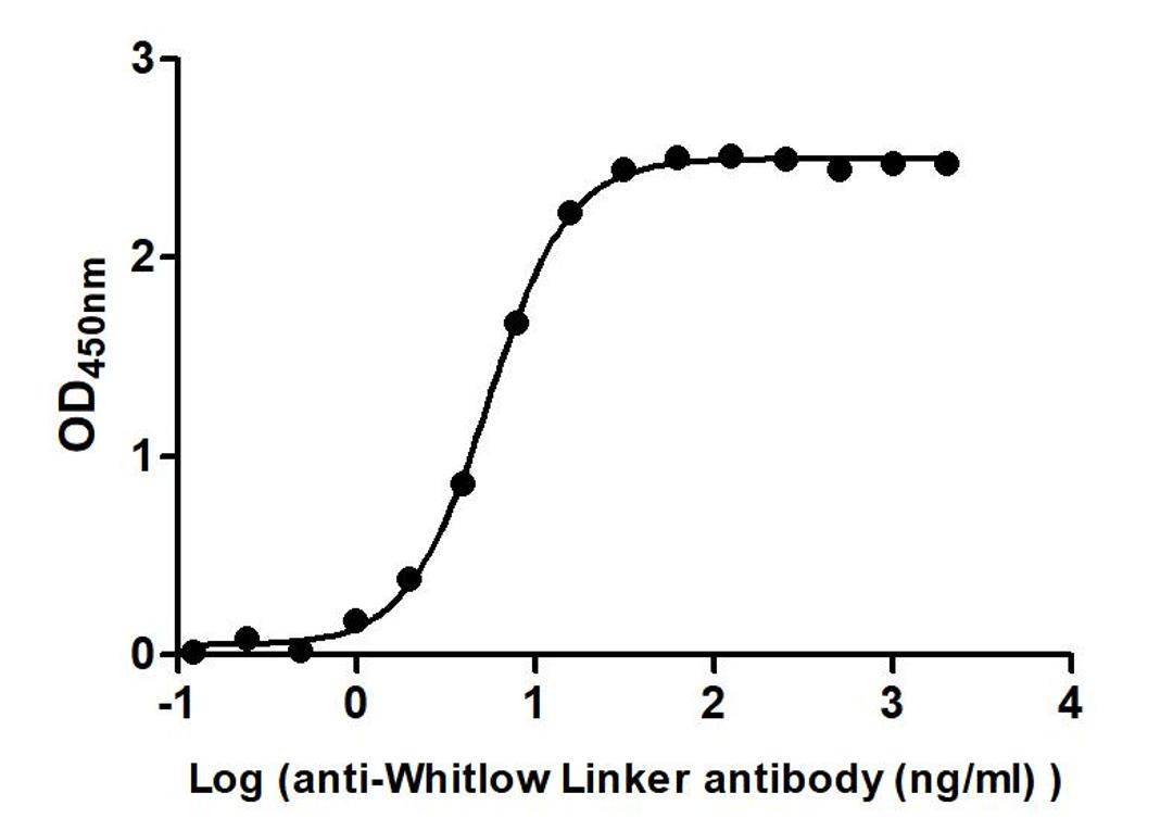 The Binding Activity of Whitlow linker with Anti-Whitlow linker antibody. Activity: Measured by its binding ability in a functional ELISA. Immobilized scFv-based Anti-CD19 CAR recombinant antibody at 2 μg/mL can bind Anti-Whitlow linker antibody. The EC<sub>50</sub> is 5.147 to 5.761 ng/mL.