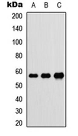 Western blot analysis of HEK293T (Lane 1), Raw264.7 (Lane 2), H9C2 (Lane 3) whole cell lysates using DnaJC3 antibody