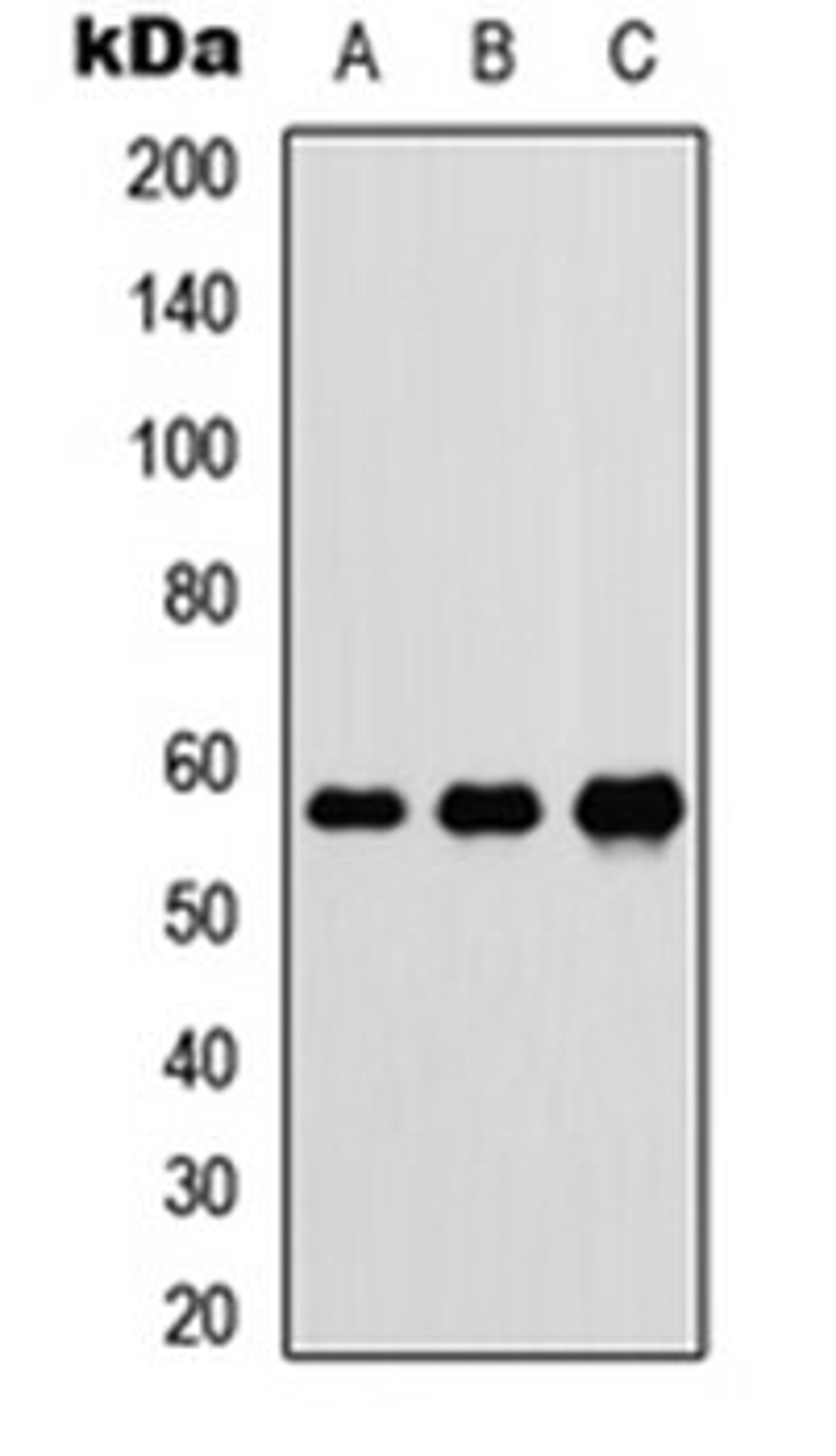 Western blot analysis of HEK293T (Lane 1), Raw264.7 (Lane 2), H9C2 (Lane 3) whole cell lysates using DnaJC3 antibody