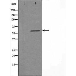 Western blot analysis of HUVEC cells using WEE2 antibody