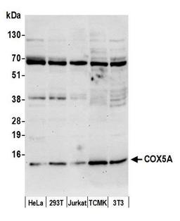 Detection of human and mouse COX5A by WB.