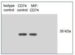 Western Blot: CD74 Antibody (PIN.1) [NB100-1985] - Western blot of CD74 from IP N87 lysates mixed with macrophage migration inhibitory factor (MIF).