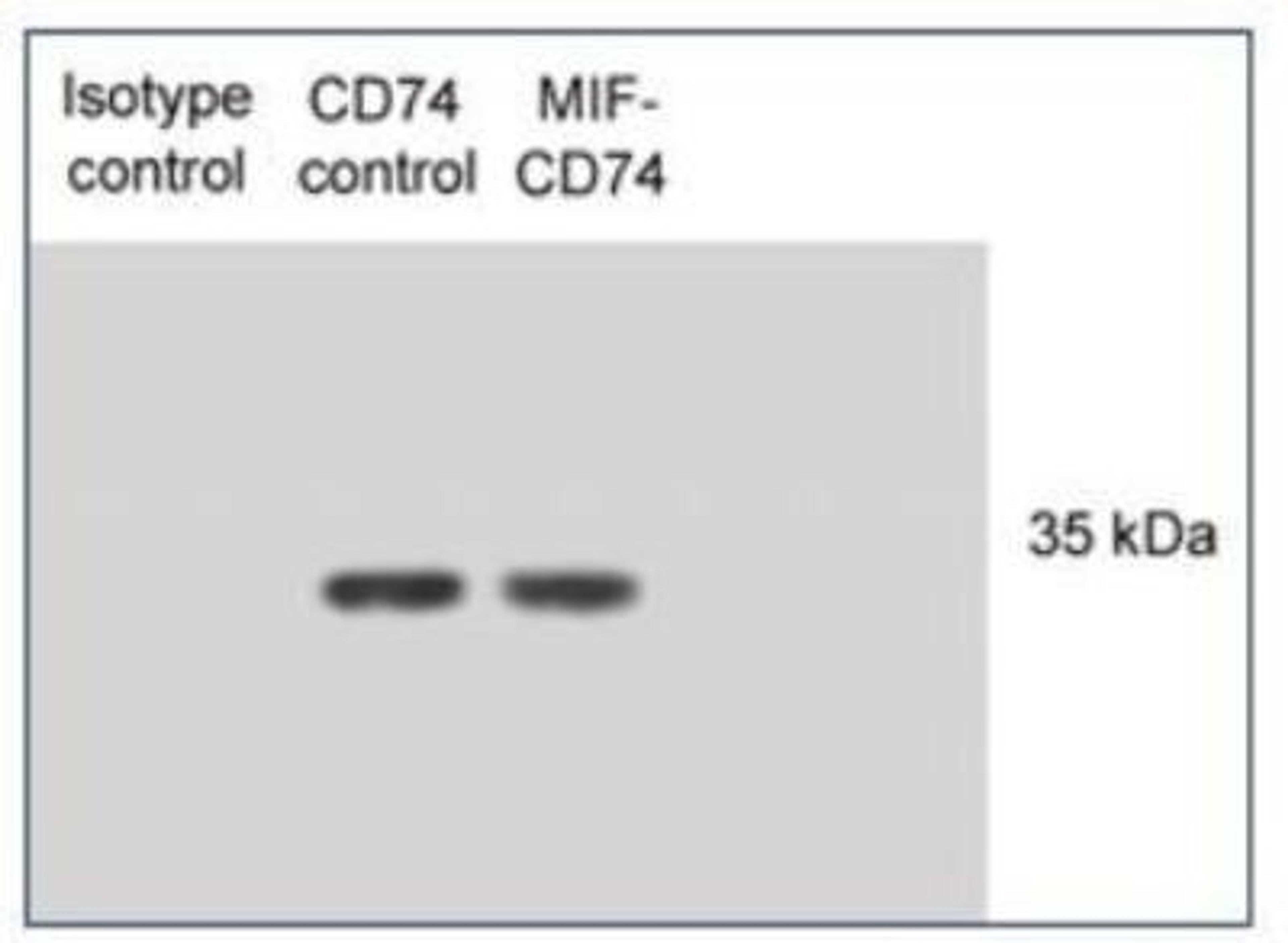 Western Blot: CD74 Antibody (PIN.1) [NB100-1985] - Western blot of CD74 from IP N87 lysates mixed with macrophage migration inhibitory factor (MIF).