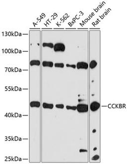 Western blot - CCKBR antibody (A14567)