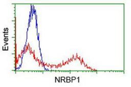 Flow Cytometry: NRBP1 Antibody (5C3) [NBP1-47883] - HEK293T cells transfected with either overexpression plasmid (Red) or empty vector control plasmid (Blue) were immunostained by anti-NRBP1 antibody, and then analyzed by flow cytometry.