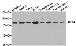 Western blot analysis of extracts of various cell lines using STK4 antibody