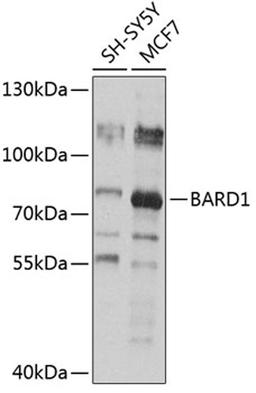 Western blot - BARD1 antibody (A1685)