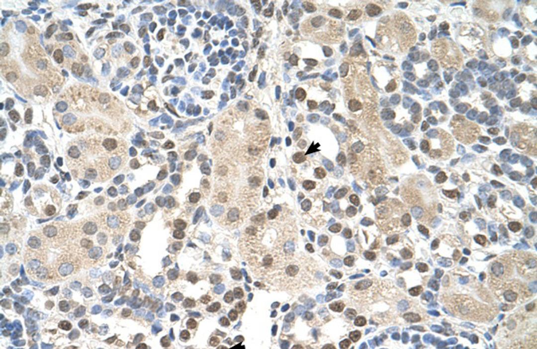 Antibody used in IHC on Human kidney.