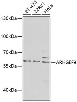 Western blot - ARHGEF9 antibody (A7964)