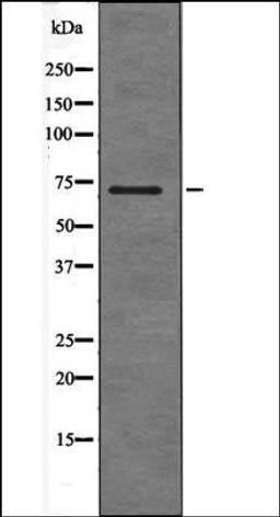 Western blot analysis of EGF treated HepG2 whole cell lysates using SHC -Phospho-Ser36- antibody