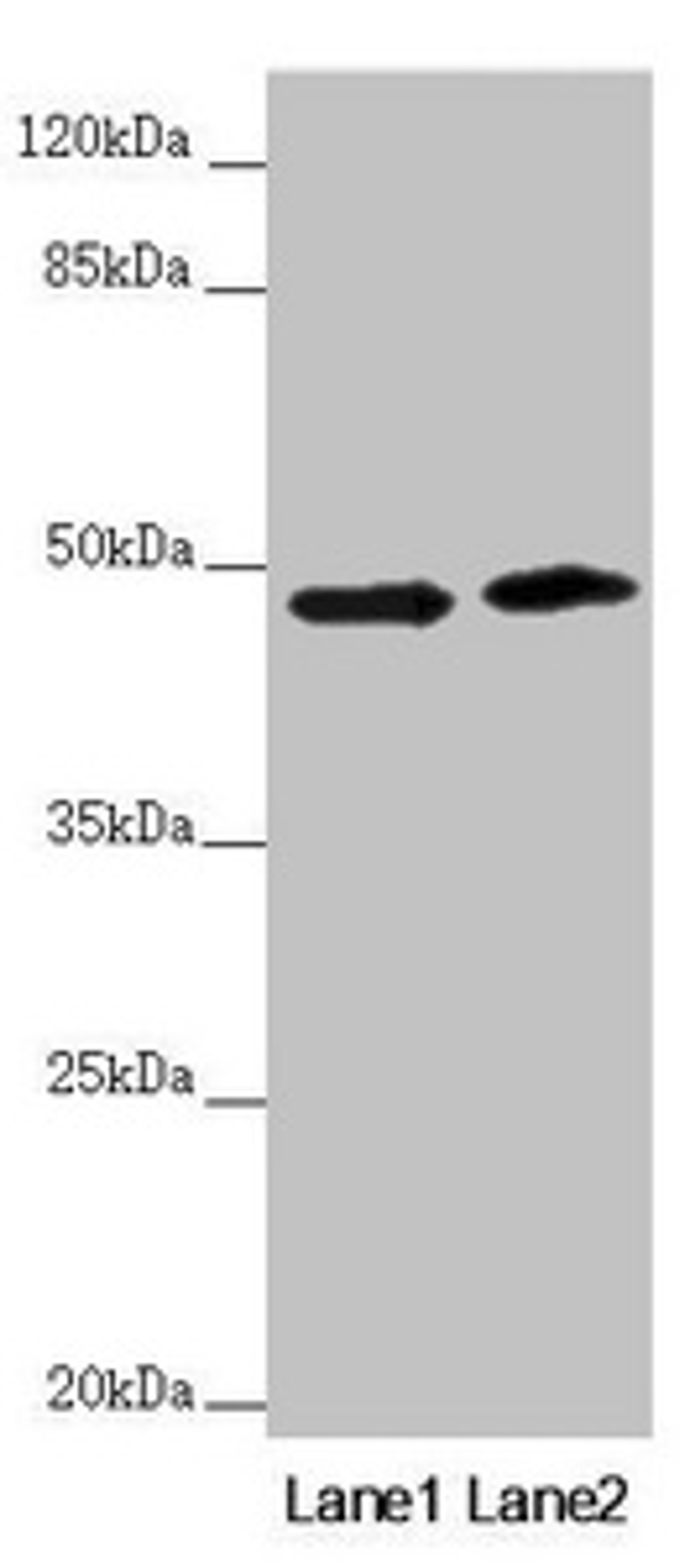 Western blot. All lanes: RNF135 antibody at 3.51µg/ml. Lane 1: 293T whole cell lysate. Lane 2: Jurkat whole cell lysate. Secondary. Goat polyclonal to rabbit IgG at 1/10000 dilution. Predicted band size: 48, 23, 31 kDa. Observed band size: 48 kDa