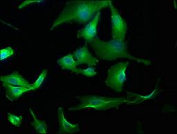 Immunofluorescence staining of U251 cells with CSB-PA764810LA01HU at 1:173, counter-stained with DAPI. The cells were fixed in 4% formaldehyde, permeabilized using 0.2% Triton X-100 and blocked in 10% normal Goat Serum. The cells were then incubated with the antibody overnight at 4°C. The secondary antibody was Alexa Fluor 488-congugated AffiniPure Goat Anti-Rabbit IgG(H+L).