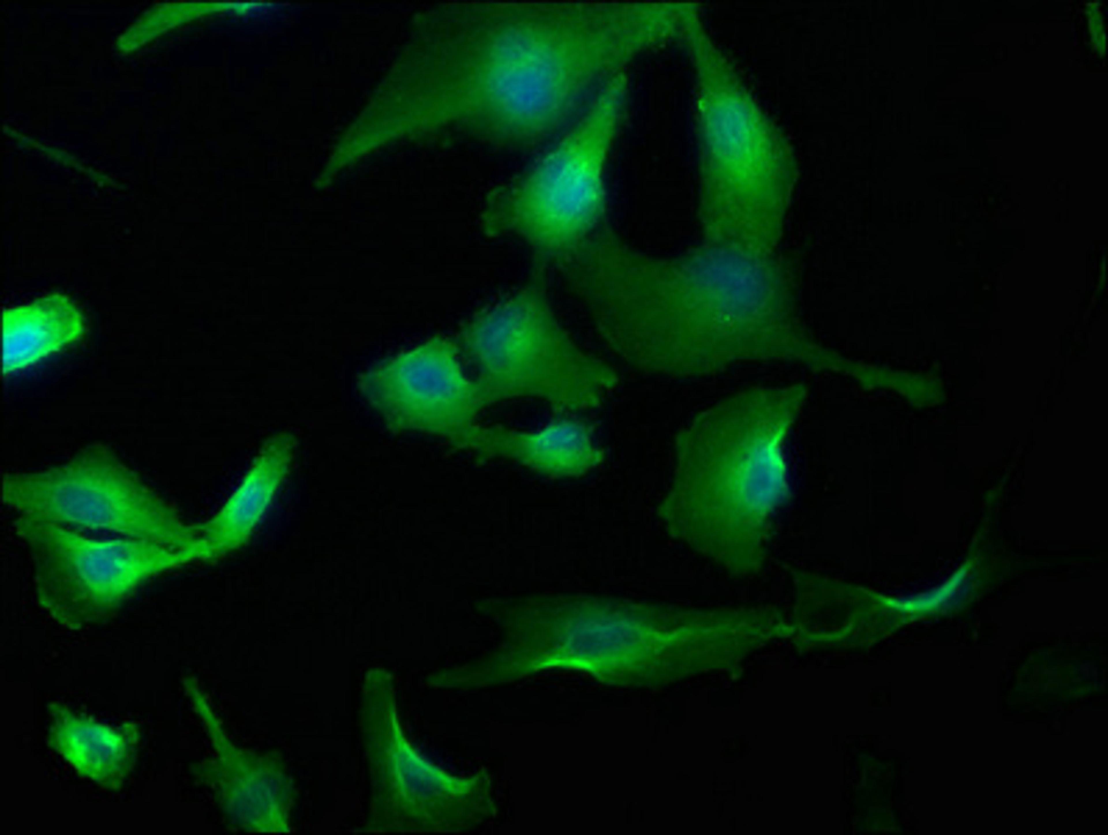 Immunofluorescence staining of U251 cells with CSB-PA764810LA01HU at 1:173, counter-stained with DAPI. The cells were fixed in 4% formaldehyde, permeabilized using 0.2% Triton X-100 and blocked in 10% normal Goat Serum. The cells were then incubated with the antibody overnight at 4°C. The secondary antibody was Alexa Fluor 488-congugated AffiniPure Goat Anti-Rabbit IgG(H+L).