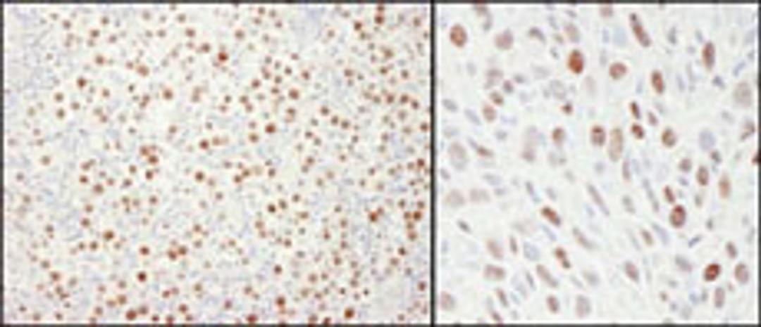 Detection of human and mouse MCM4 by immunohistochemistry.