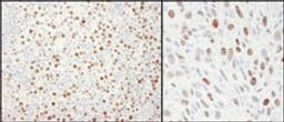 Detection of human and mouse MCM4 by immunohistochemistry.