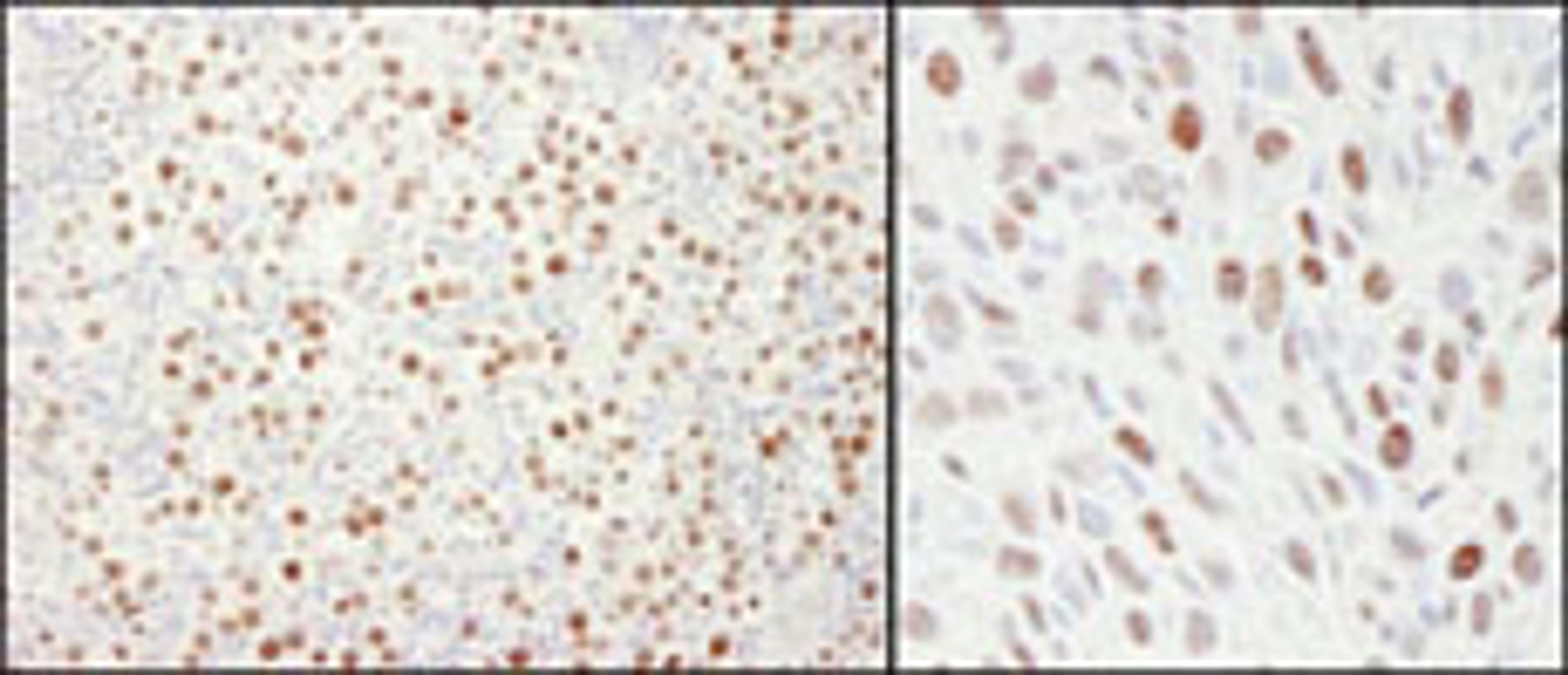 Detection of human and mouse MCM4 by immunohistochemistry.