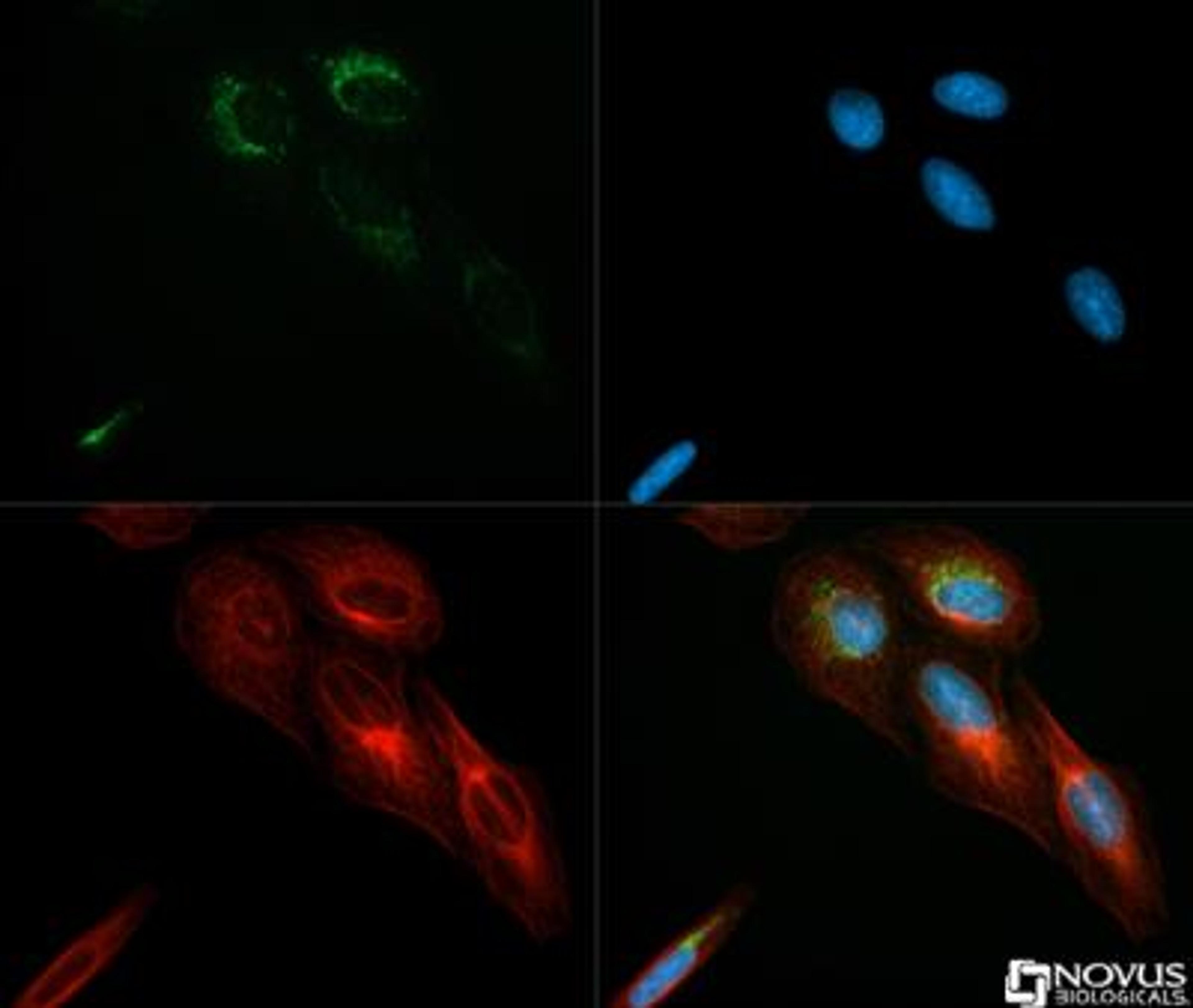 Immunocytochemistry/Immunofluorescence: IDH2 Antibody [NBP2-22166] - IDH2 antibody was tested in U2OS cells with DyLight (green). Nuclei and alpha-tubulin were counterstained with DAPI (blue) and Dylight 550 (red).