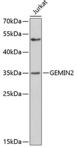 Western blot - GEMIN2 antibody (A3082)
