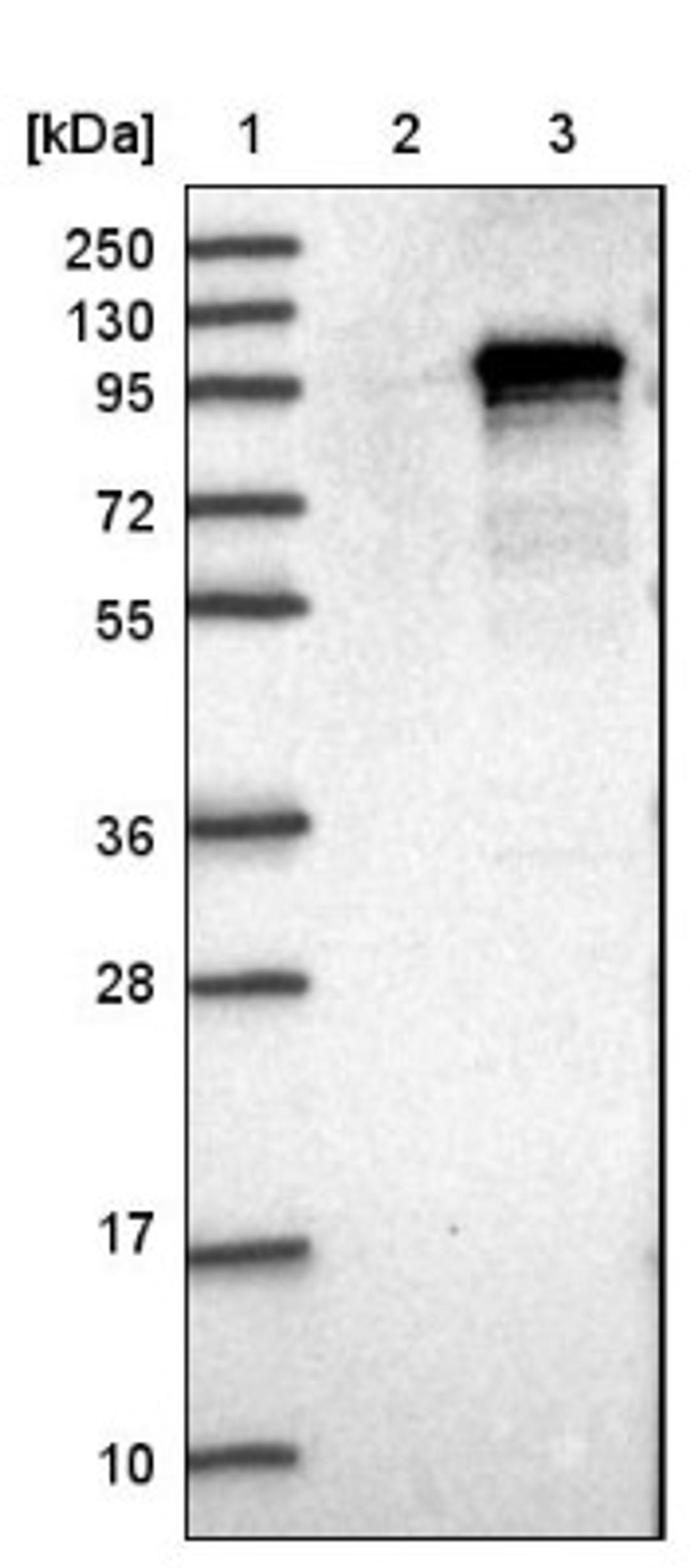 Western Blot: IQCE Antibody [NBP1-81447] - Lane 1: Marker [kDa] 250, 130, 95, 72, 55, 36, 28, 17, 10<br/>Lane 2: Negative control (vector only transfected HEK293T lysate)<br/>Lane 3: Over-expression lysate (Co-expressed with a C-terminal myc-DDK tag (~3.1 kDa) in mammalian HEK293T cells, LY407468)