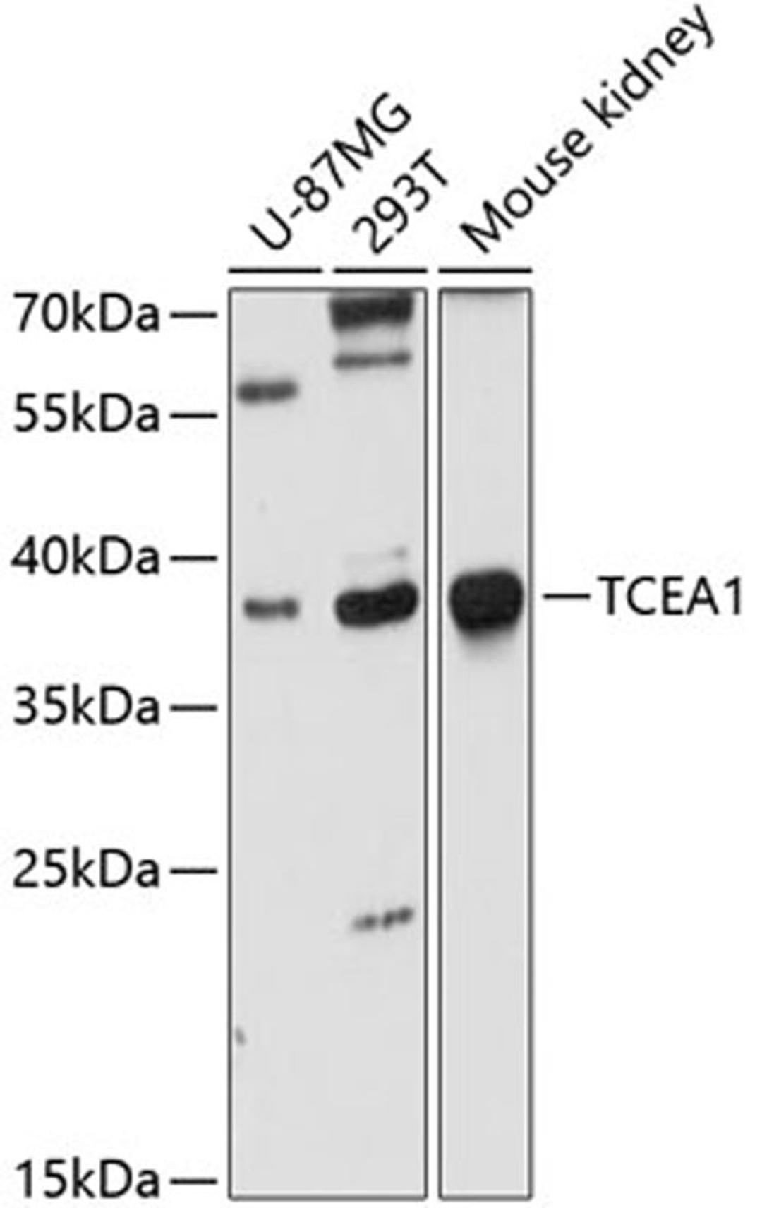 Western blot - TCEA1 antibody (A10541)