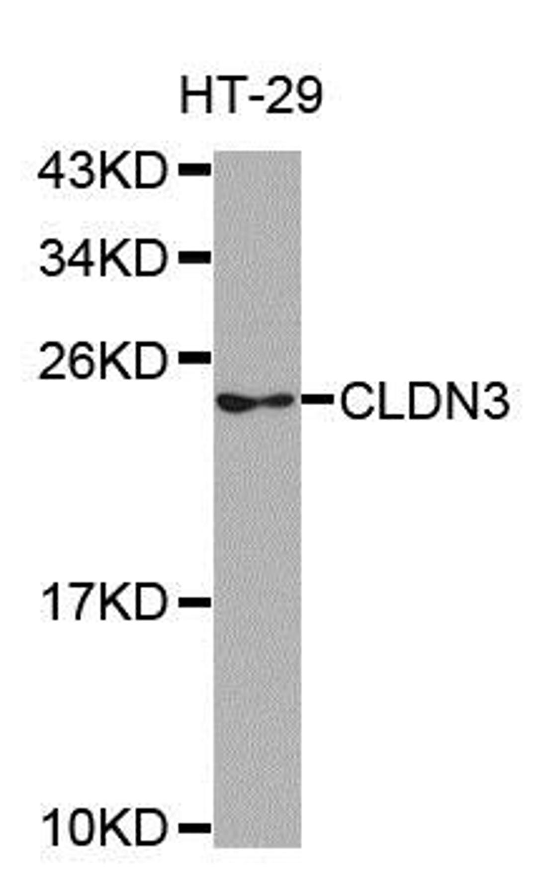 Western blot analysis of extracts of HT-29 cell line using CLDN3 antibody