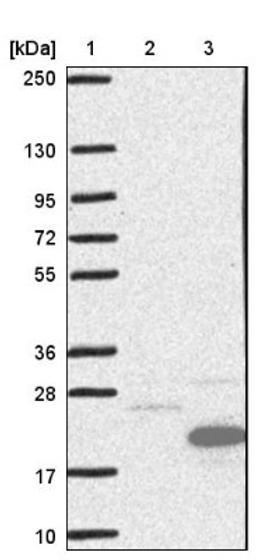 Western Blot: CCDC56 Antibody [NBP1-81684] - Lane 1: Marker [kDa] 250, 130, 95, 72, 55, 36, 28, 17, 10<br/>Lane 2: Negative control (vector only transfected HEK293T lysate)<br/>Lane 3: Over-expression lysate (Co-expressed with a C-terminal myc-DDK tag (~3.1 kDa) in mammalian HEK293T cells, LY421751)