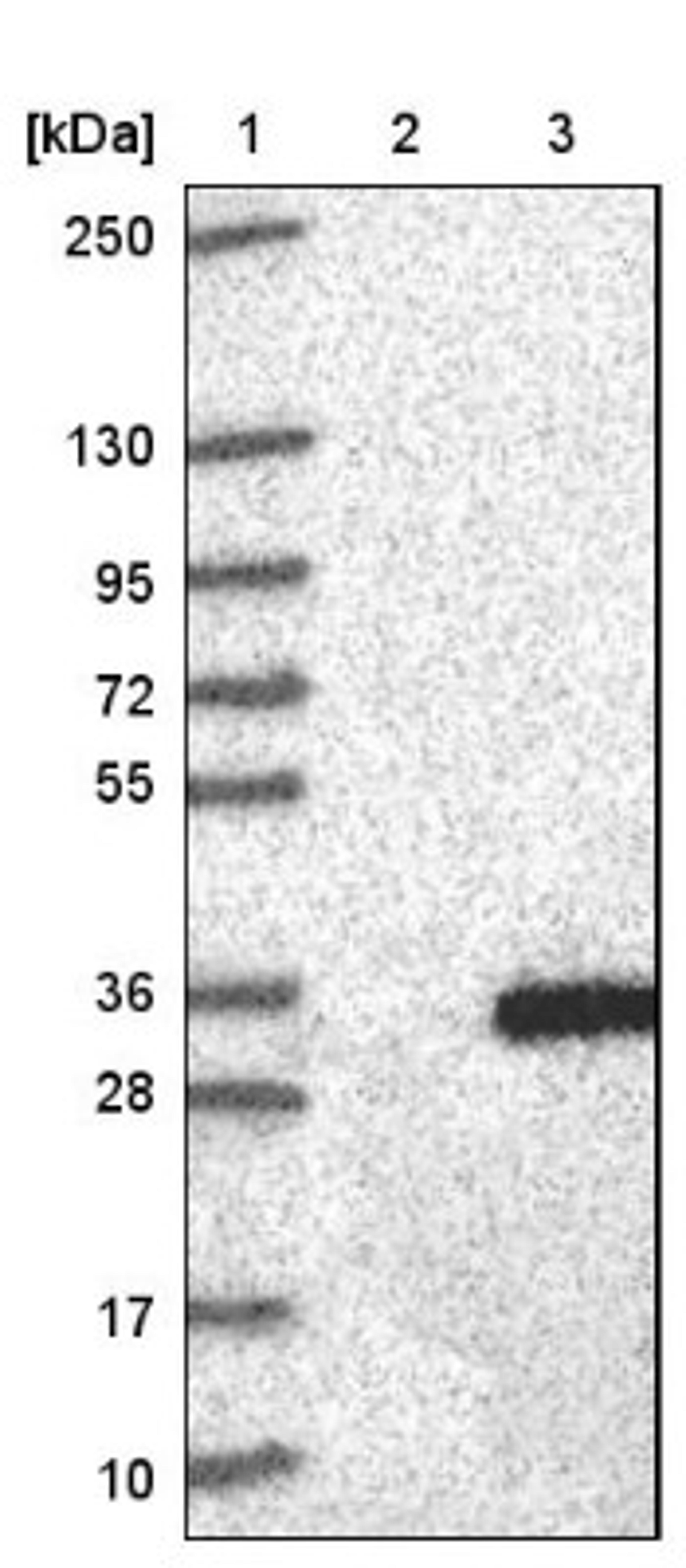 Western Blot: CRISP2 Antibody [NBP1-85452] - Lane 1: Marker [kDa] 250, 130, 95, 72, 55, 36, 28, 17, 10<br/>Lane 2: Negative control (vector only transfected HEK293T lysate)<br/>Lane 3: Over-expression lysate (Co-expressed with a C-terminal myc-DDK tag (~3.1 kDa) in mammalian HEK293T cells, LY418782)