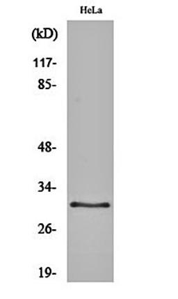 Western blot analysis of Hela cell lysates using CBP 35 antibody