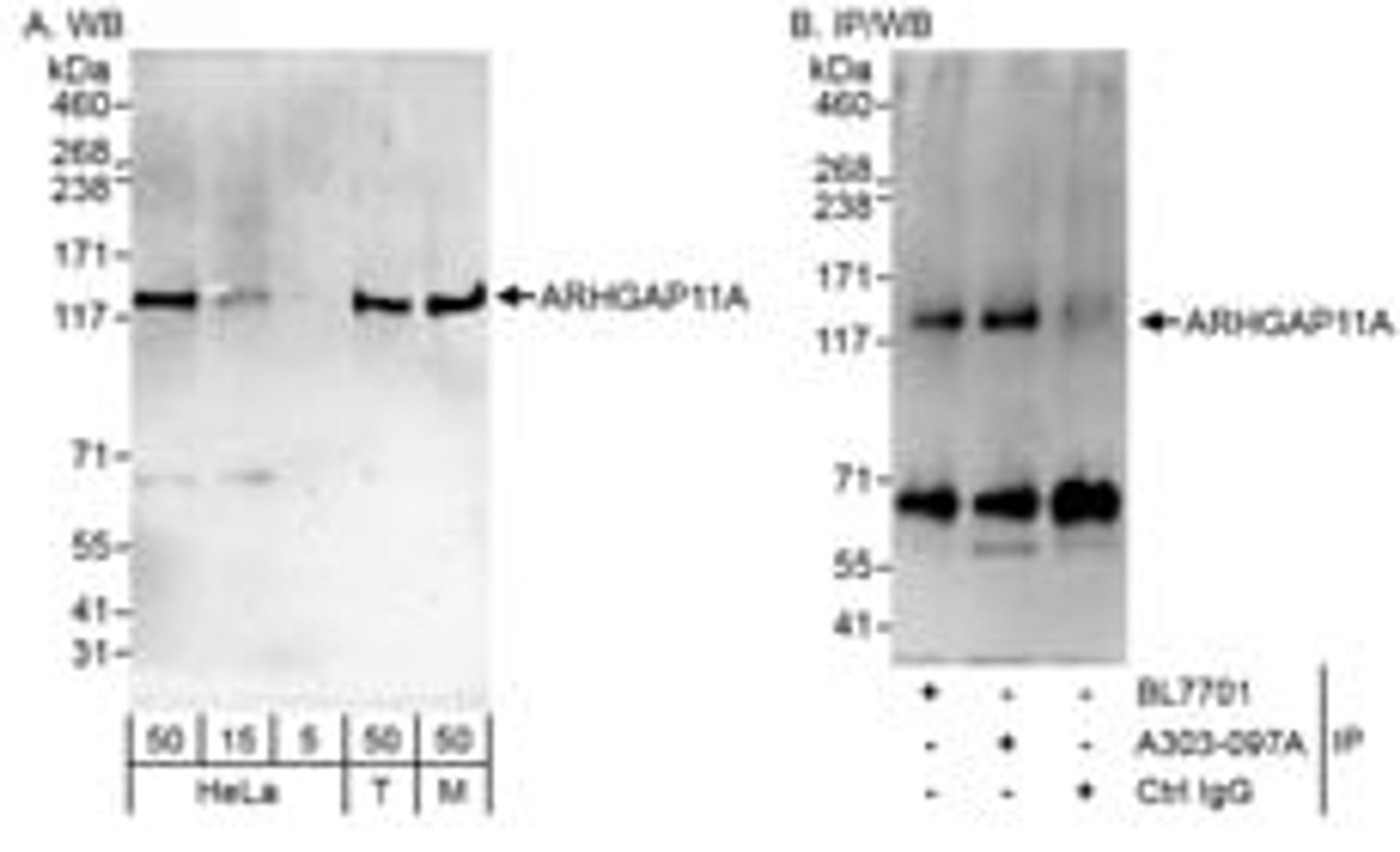 Detection of human and mouse ARHGAP11A by western blot (h & m) and immunoprecipitation (h).