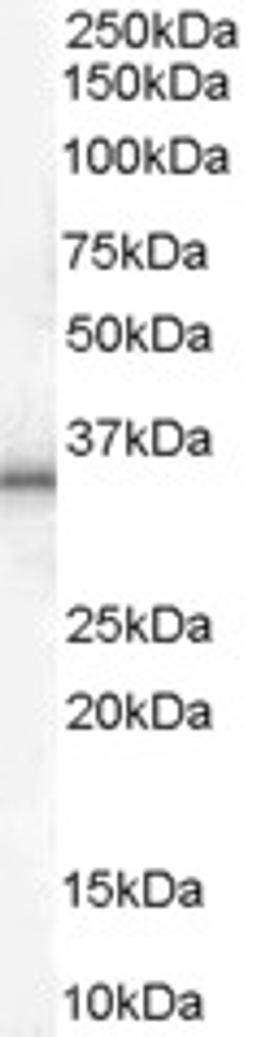 46-548 (1ug/ml) staining of Human Adipose lysate (35ug protein in RIPA buffer). Primary incubation was 1 hour. Detected by chemiluminescence.