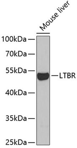 Western blot - LTBR antibody (A5351)