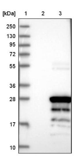 Western Blot: VAX1 Antibody [NBP1-86372] - Lane 1: Marker [kDa] 250, 130, 95, 72, 55, 36, 28, 17, 10<br/>Lane 2: Negative control (vector only transfected HEK293T lysate)<br/>Lane 3: Over-expression lysate (Co-expressed with a C-terminal myc-DDK tag (~3.1 kDa) in mammalian HEK293T cells, LY404744)