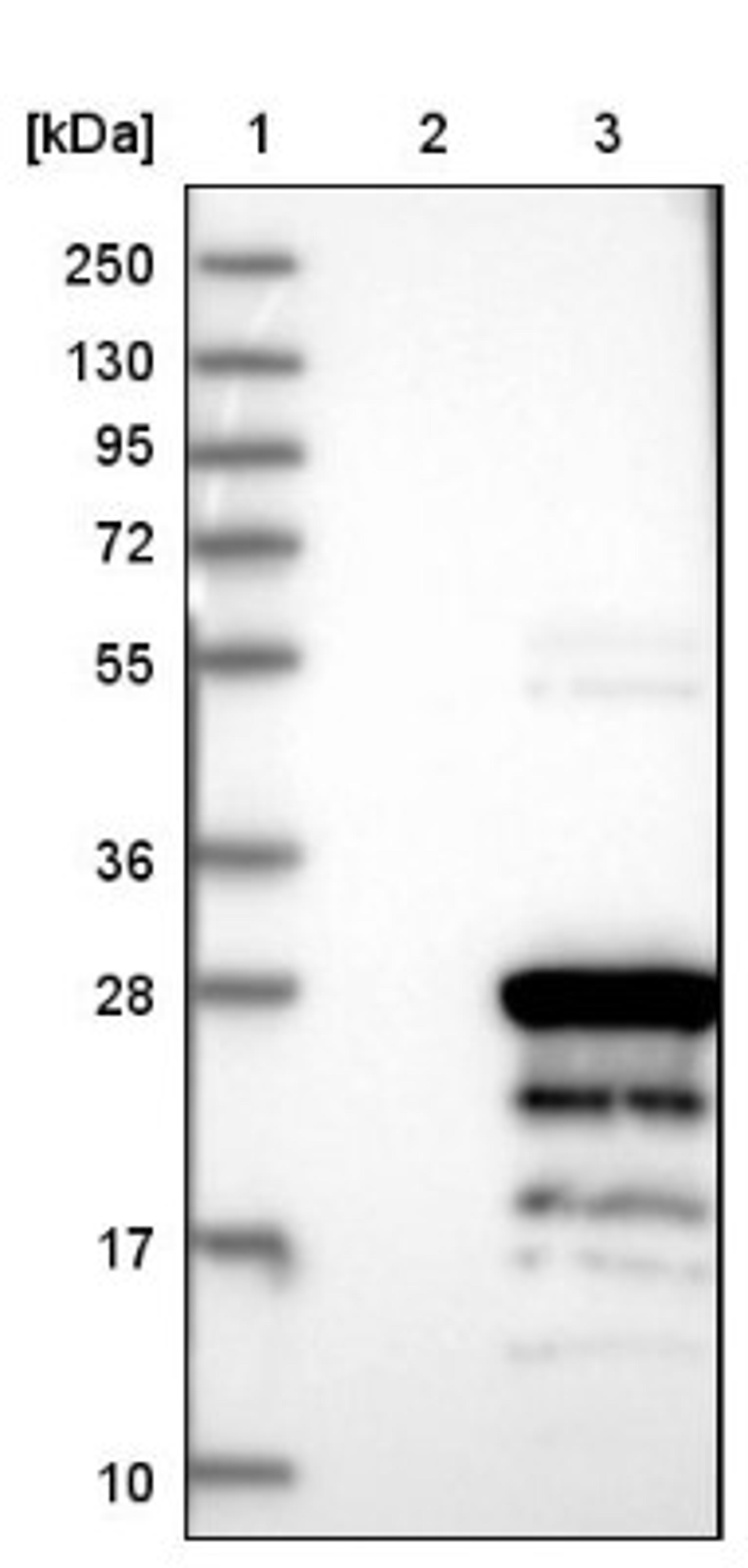 Western Blot: VAX1 Antibody [NBP1-86372] - Lane 1: Marker [kDa] 250, 130, 95, 72, 55, 36, 28, 17, 10<br/>Lane 2: Negative control (vector only transfected HEK293T lysate)<br/>Lane 3: Over-expression lysate (Co-expressed with a C-terminal myc-DDK tag (~3.1 kDa) in mammalian HEK293T cells, LY404744)