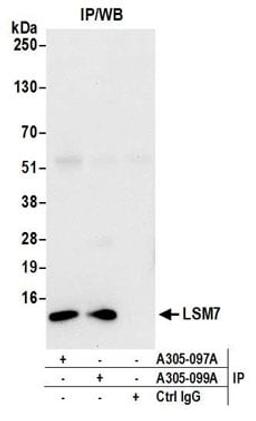 Detection of human LSM7 by western blot of immunoprecipitates.