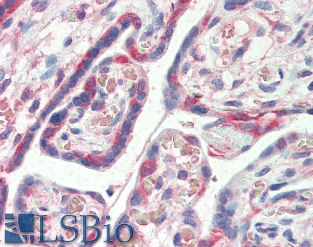 46-157 (5ug/ml) staining of paraffin embedded Human Placenta. Steamed antigen retrieval with citrate buffer pH 6, AP-staining.